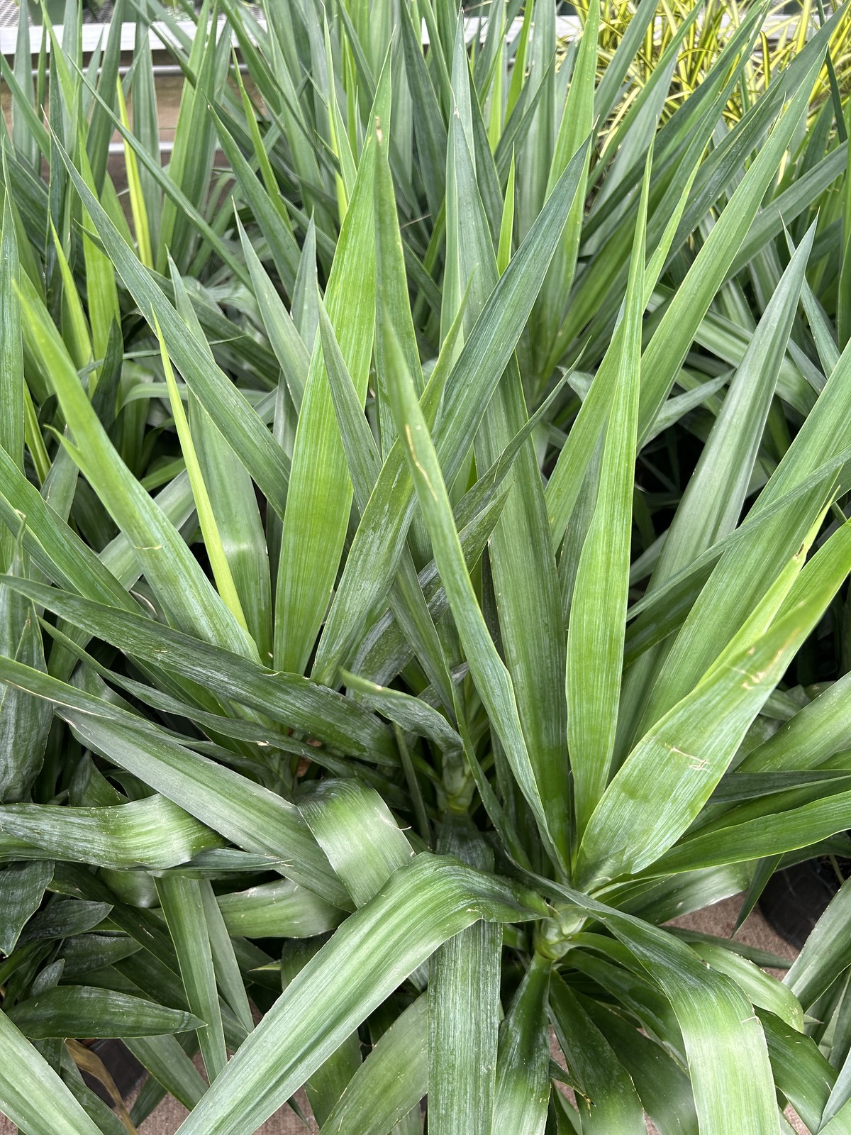 Yucca Plant